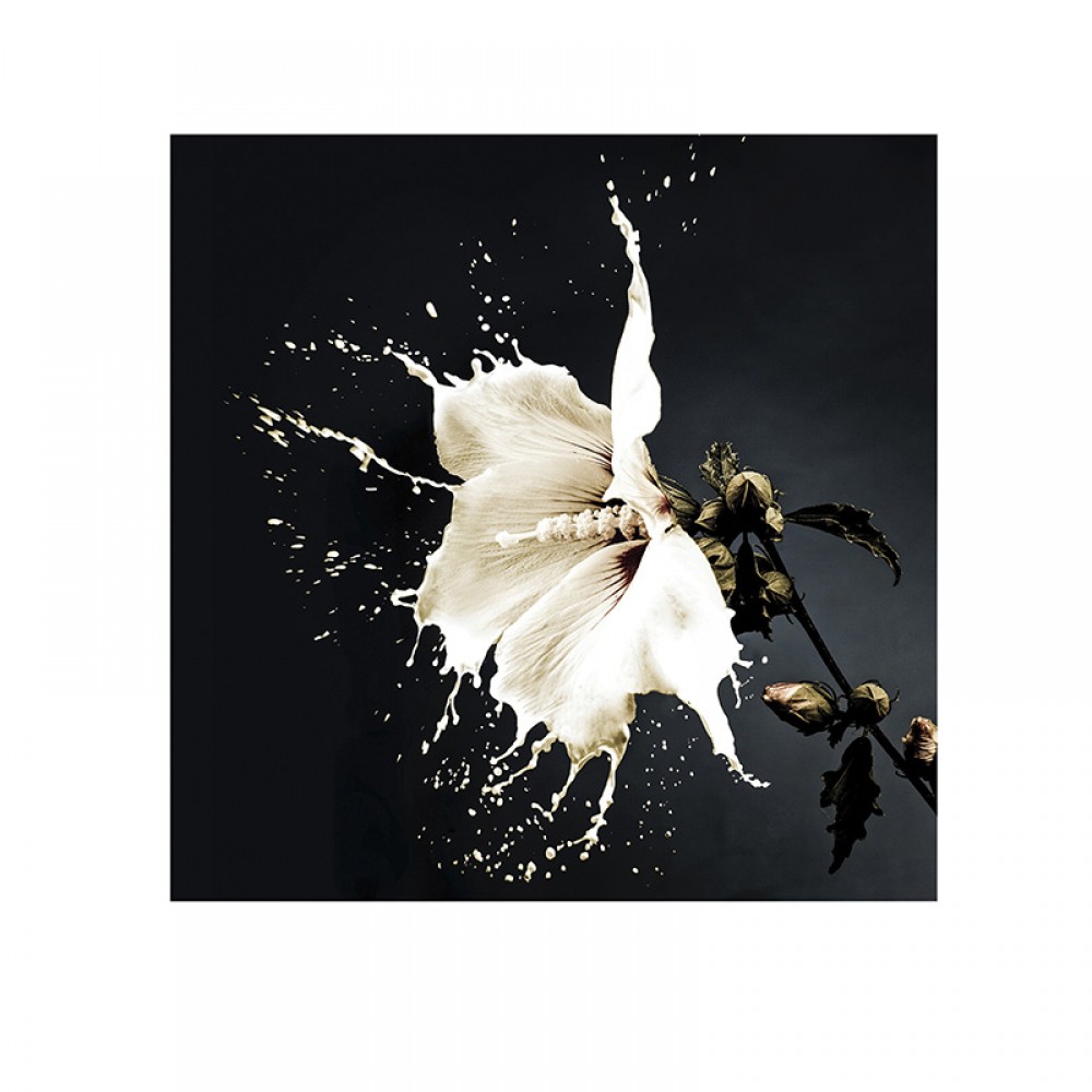 Foto Splash 100X100 719360