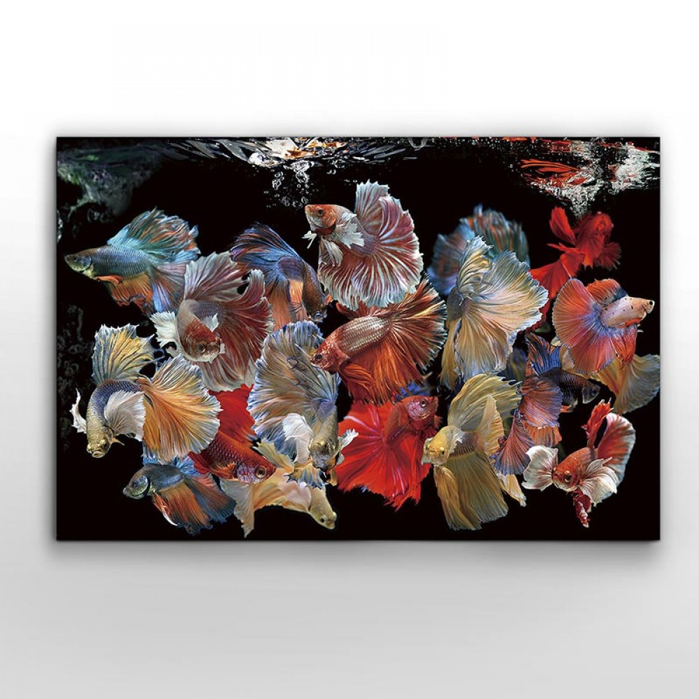 Fotografia Peces Siam 150x100 755016