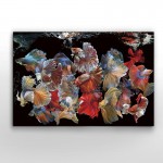 Fotografia Peces Siam 150x100 755016